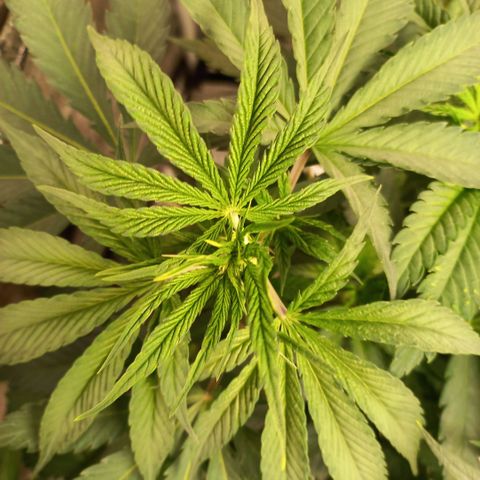 West Coast OG x Gelato 41 Auto growlog timeline photo