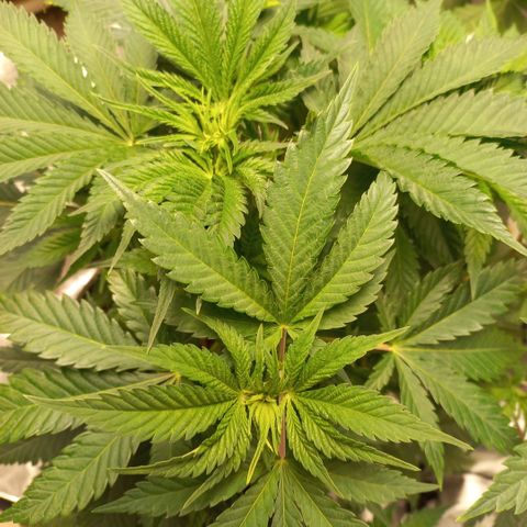 West Coast OG x Gelato 41 Auto growlog timeline photo