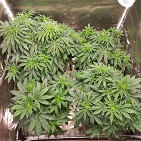 West Coast OG x Gelato 41 Auto growlog timeline photo