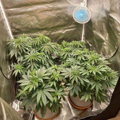 West Coast OG x Gelato 41 Auto growlog timeline photo