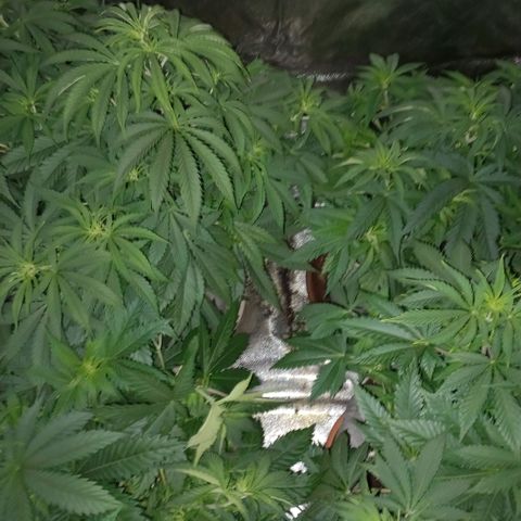 West Coast OG x Gelato 41 Auto growlog timeline photo