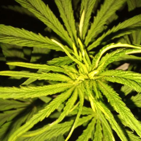 West Coast OG x Gelato 41 Auto growlog timeline photo