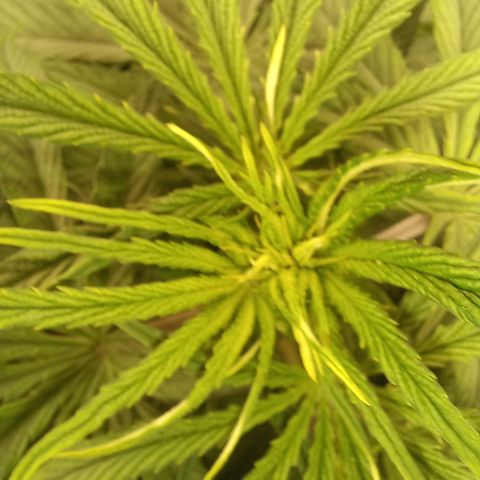 West Coast OG x Gelato 41 Auto growlog timeline photo