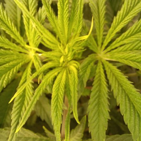 West Coast OG x Gelato 41 Auto growlog timeline photo