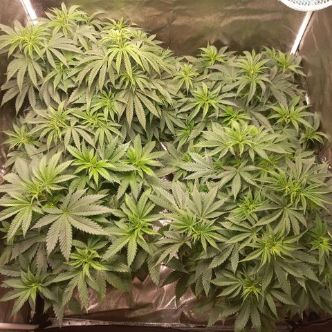 West Coast OG x Gelato 41 Auto growlog timeline photo