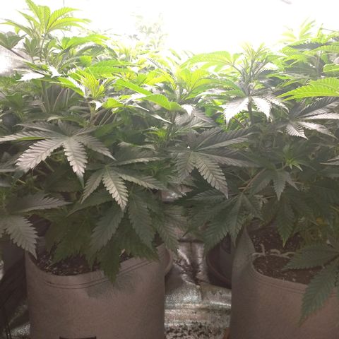 West Coast OG x Gelato 41 Auto growlog timeline photo