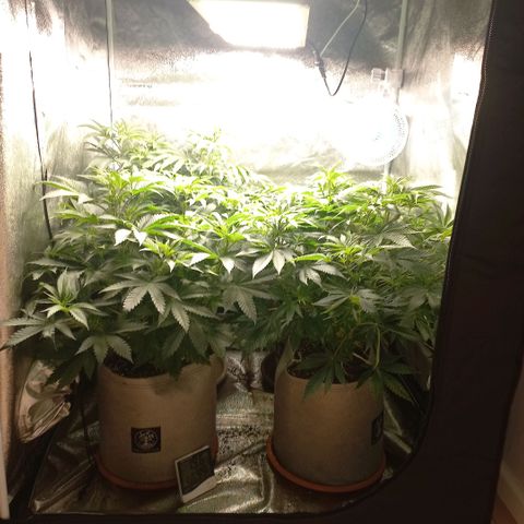 West Coast OG x Gelato 41 Auto growlog timeline photo