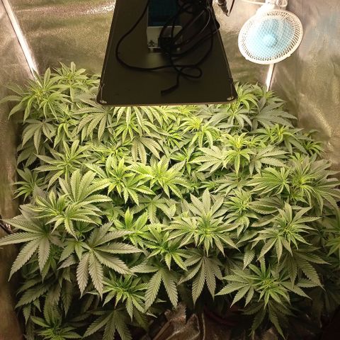 West Coast OG x Gelato 41 Auto growlog timeline photo