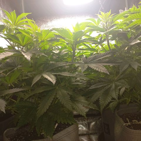 West Coast OG x Gelato 41 Auto growlog timeline photo