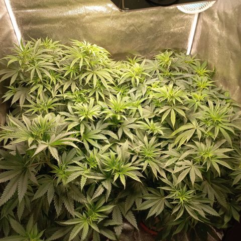 West Coast OG x Gelato 41 Auto growlog timeline photo