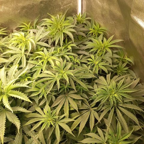 West Coast OG x Gelato 41 Auto growlog timeline photo