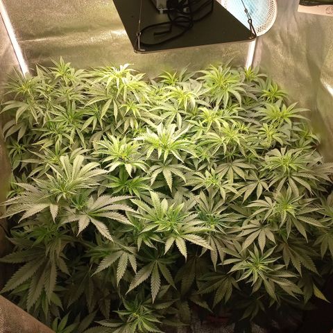 West Coast OG x Gelato 41 Auto growlog timeline photo