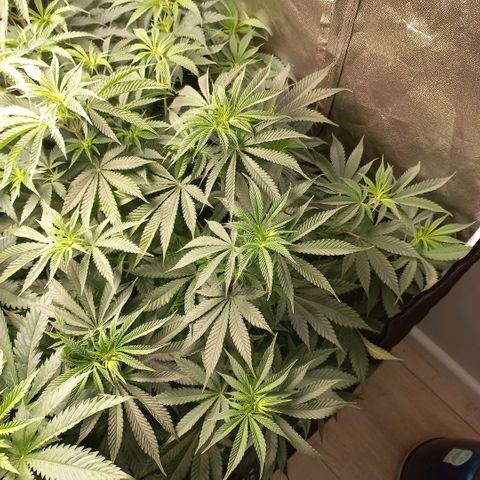 West Coast OG x Gelato 41 Auto growlog timeline photo