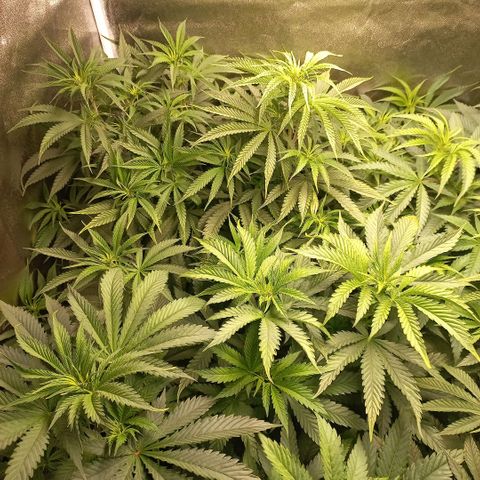 West Coast OG x Gelato 41 Auto growlog timeline photo
