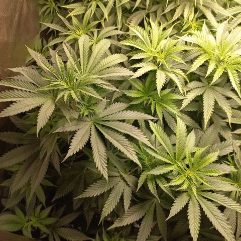 West Coast OG x Gelato 41 Auto growlog timeline photo