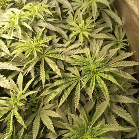 West Coast OG x Gelato 41 Auto growlog timeline photo
