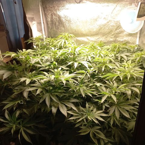 West Coast OG x Gelato 41 Auto growlog timeline photo