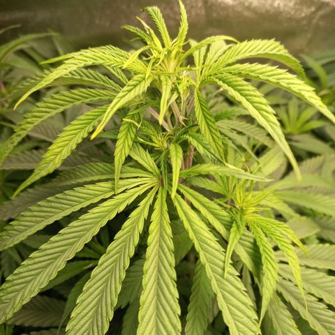 West Coast OG x Gelato 41 Auto growlog timeline photo
