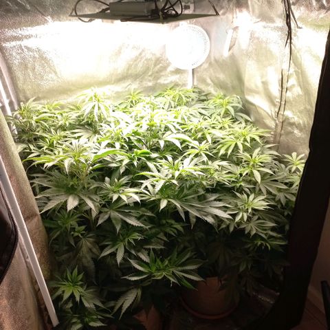 West Coast OG x Gelato 41 Auto growlog timeline photo