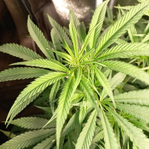 West Coast OG x Gelato 41 Auto growlog timeline photo