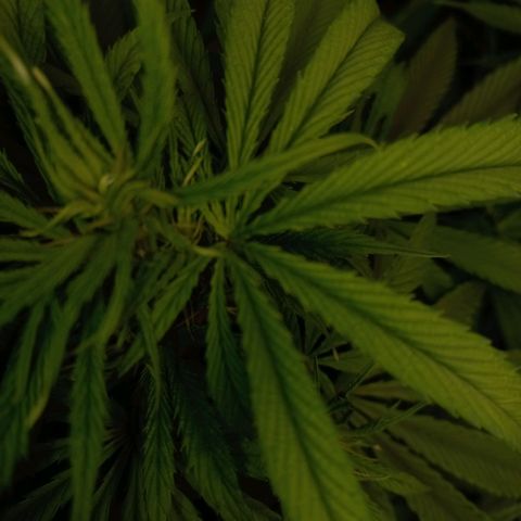 West Coast OG x Gelato 41 Auto growlog timeline photo