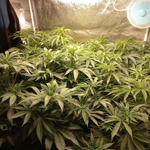 West Coast OG x Gelato 41 Auto growlog timeline photo