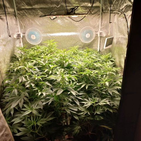 West Coast OG x Gelato 41 Auto growlog timeline photo