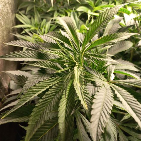 West Coast OG x Gelato 41 Auto growlog timeline photo