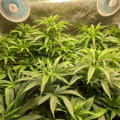 West Coast OG x Gelato 41 Auto growlog timeline photo