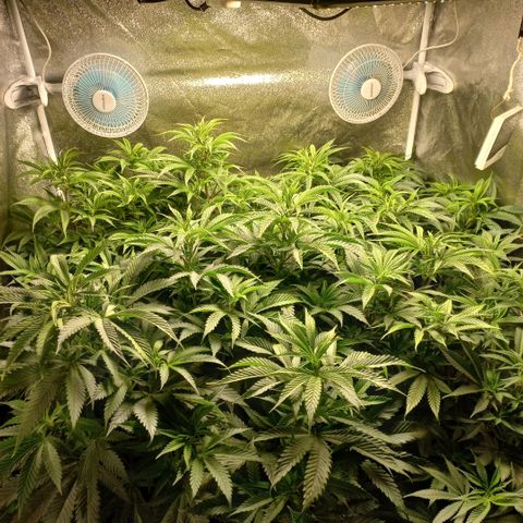 West Coast OG x Gelato 41 Auto growlog timeline photo