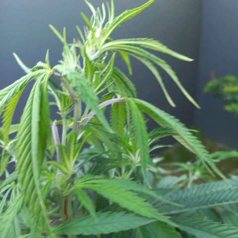 West Coast OG x Gelato 41 Auto growlog photo: These plants moved outside. Outgrown tent