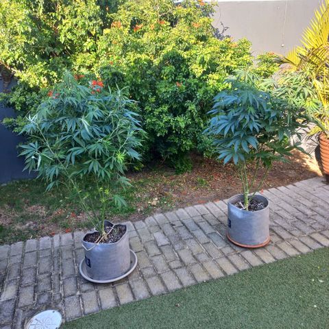 West Coast OG x Gelato 41 Auto growlog photo: These plants moved outside. Outgrown tent