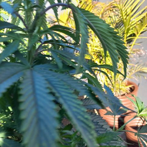 West Coast OG x Gelato 41 Auto growlog photo: These plants moved outside. Outgrown tent