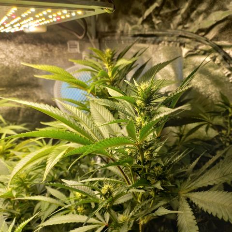 West Coast OG x Gelato 41 Auto growlog timeline photo