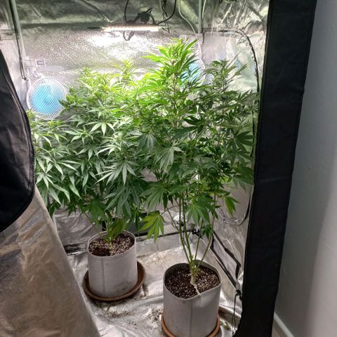 West Coast OG x Gelato 41 Auto growlog timeline photo