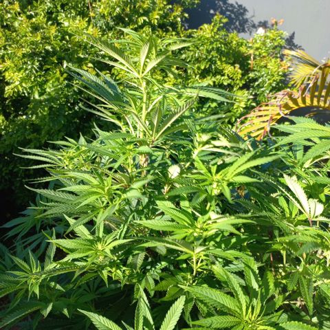 West Coast OG x Gelato 41 Auto growlog timeline photo