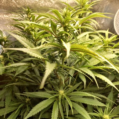 West Coast OG x Gelato 41 Auto growlog timeline photo