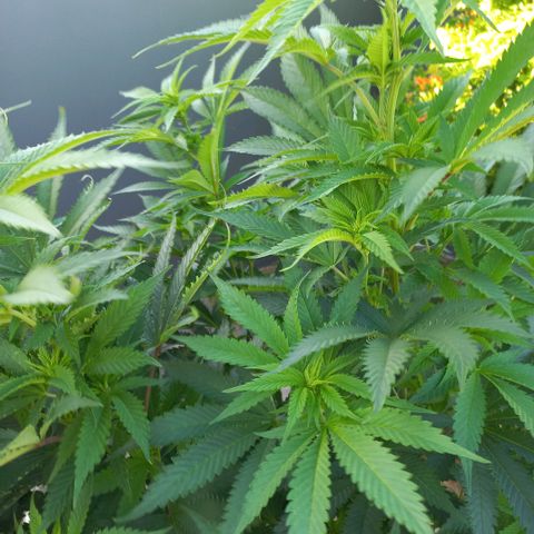 West Coast OG x Gelato 41 Auto growlog timeline photo