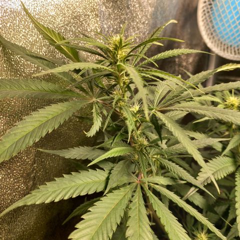 West Coast OG x Gelato 41 Auto growlog timeline photo