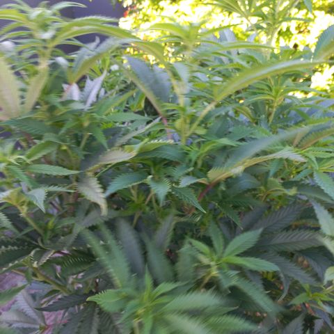 West Coast OG x Gelato 41 Auto growlog timeline photo