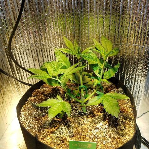Bloody Skunk growlog timeline photo