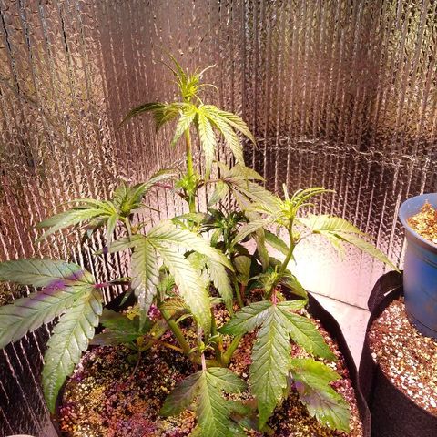Bloody Skunk growlog timeline photo