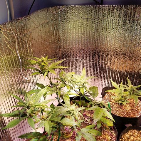 Bloody Skunk growlog timeline photo