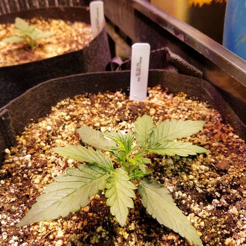 Alien lights Og growlog timeline photo