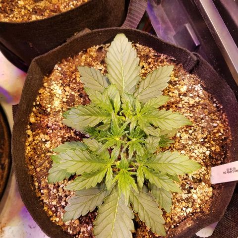 Alien lights Og growlog timeline photo