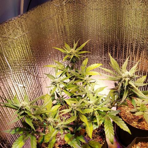 Bloody Skunk growlog timeline photo