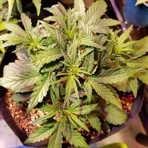 Alien lights Og growlog timeline photo