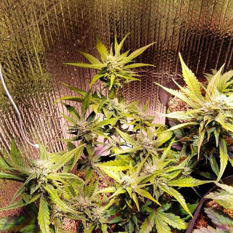 Bloody Skunk growlog timeline photo
