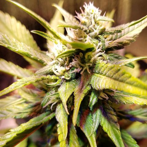 Bloody Skunk growlog timeline photo