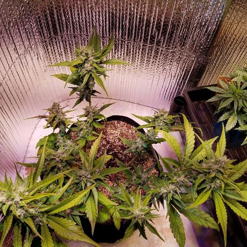 Bloody Skunk growlog timeline photo